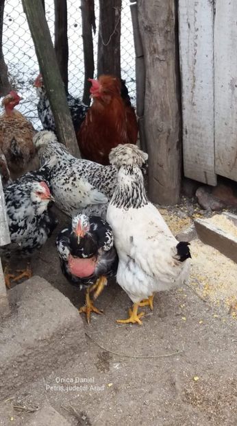  - Gaini romanesti colorate linia Onica