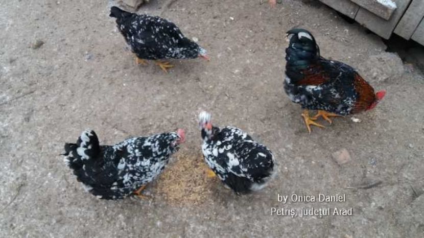  - Gaini romanesti colorate linia Onica