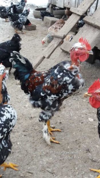 Tinrel in crestere - Gaini romanesti colorate linia Onica