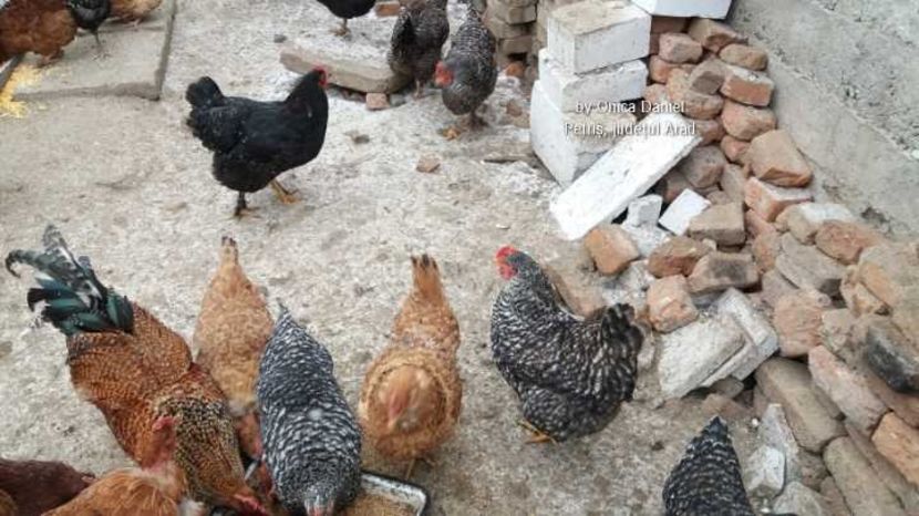  - Gaini romanesti colorate linia Onica