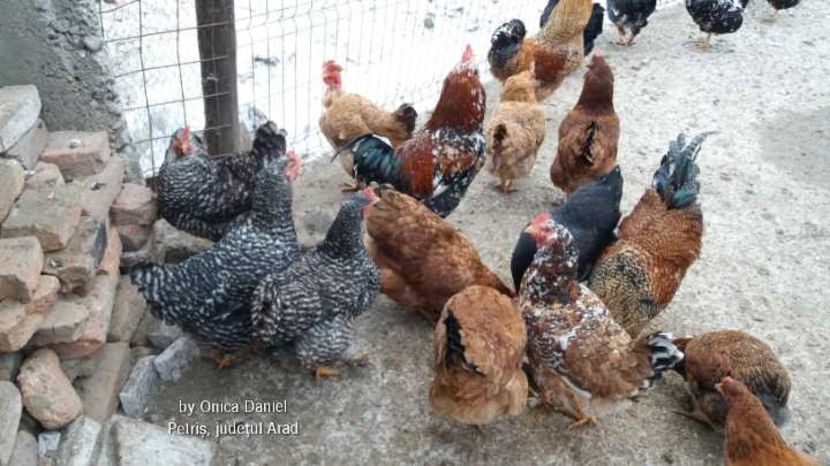  - Gaini romanesti colorate linia Onica