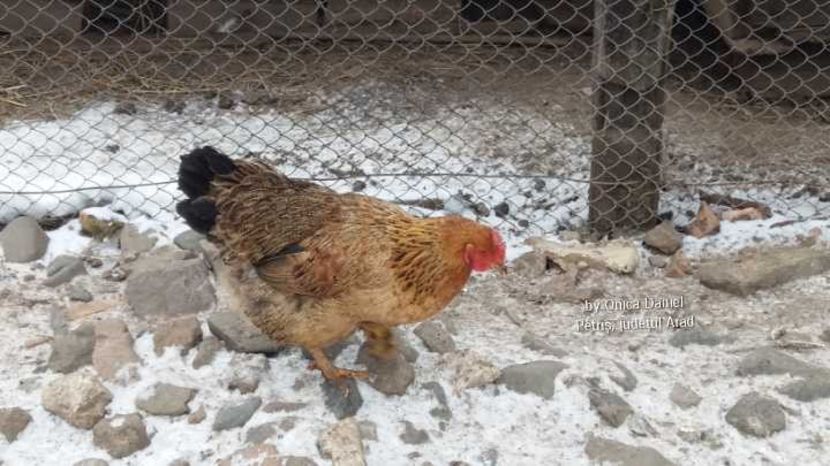  - Gaini romanesti colorate linia Onica