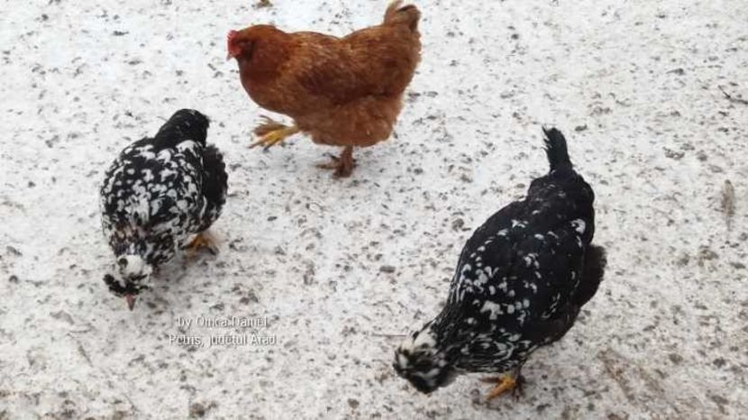  - Gaini romanesti colorate linia Onica