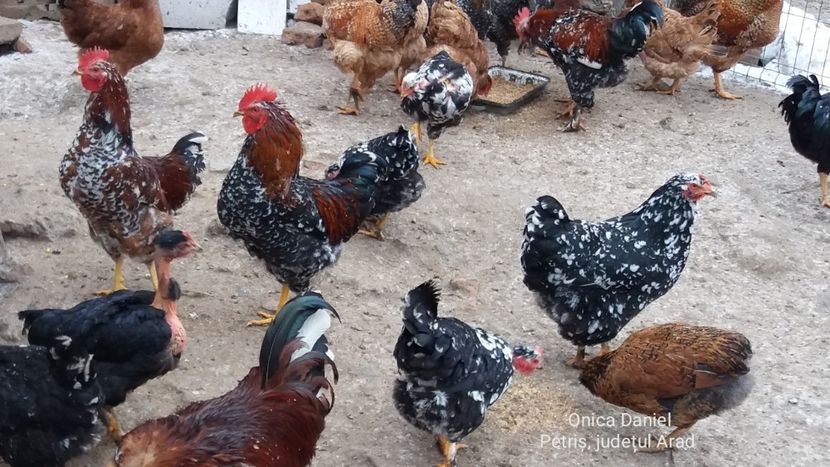  - Gaini romanesti colorate linia Onica