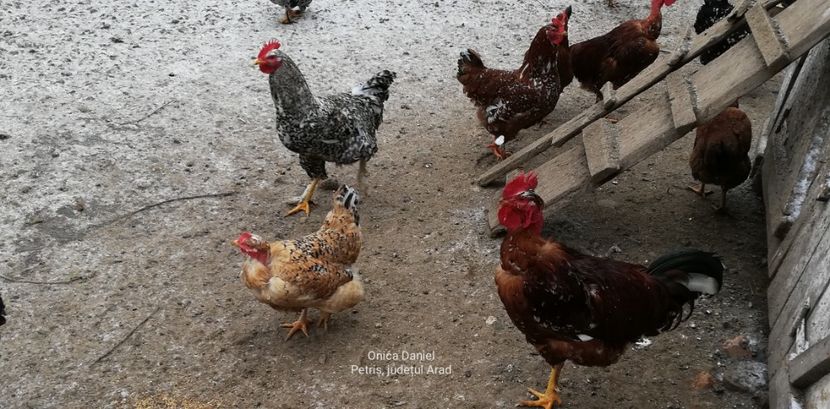  - Găini românești