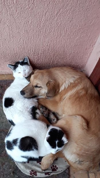  - ANIMĂLUȚELE NOASTRE