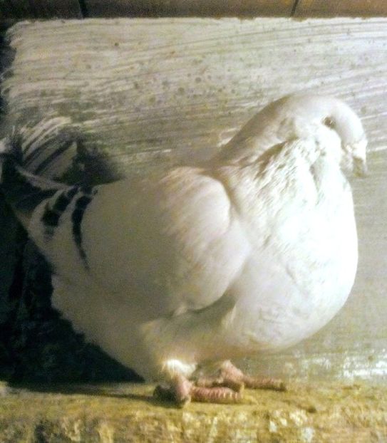  - - A - CRESCATOR POLIVALENT