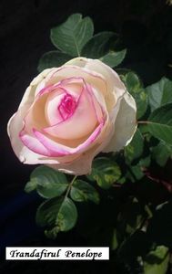 Trandafir Penelope - Gradina 2018