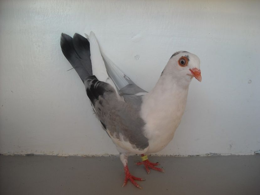  - PORUMBEI CARE MI AU APARTINUT