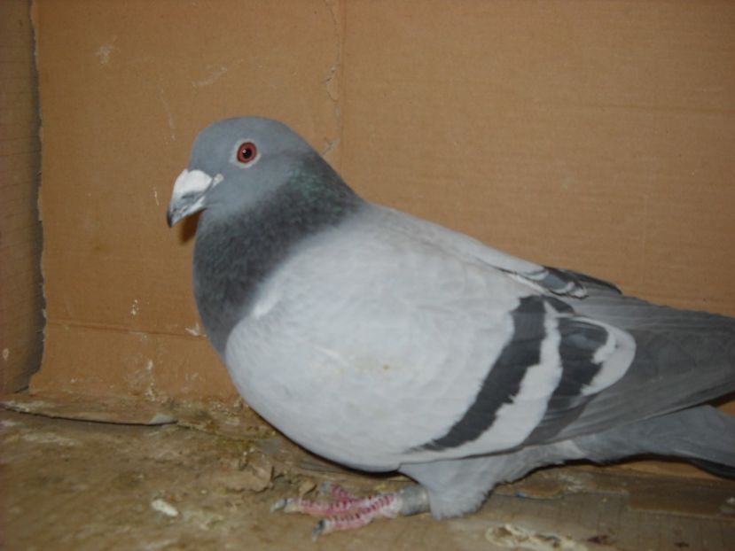 1 - PORUMBEI VANDUTI