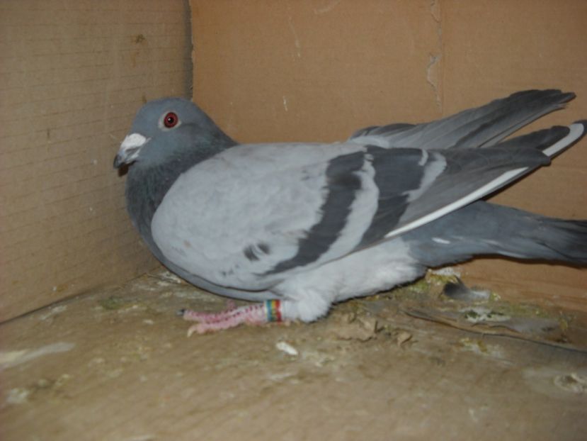 2 - PORUMBEI VANDUTI