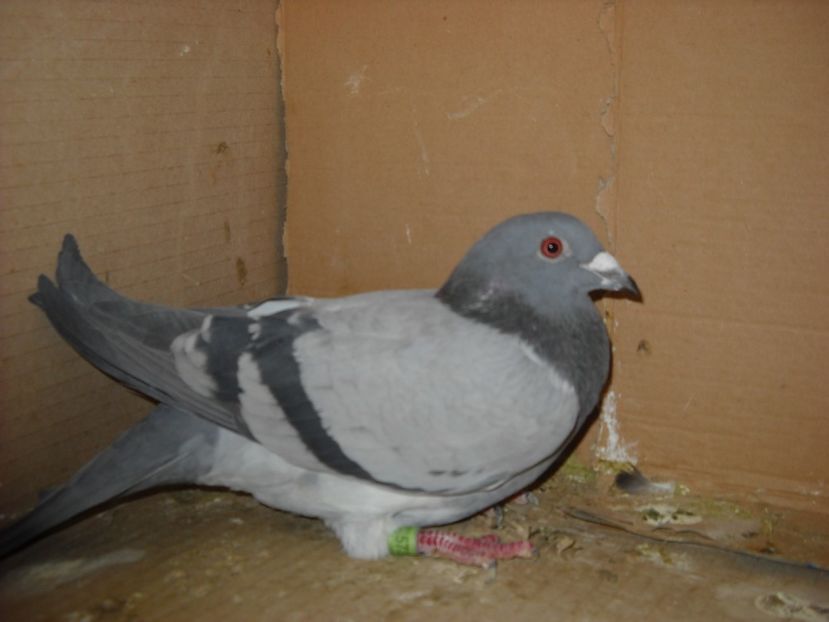 3 - PORUMBEI VANDUTI