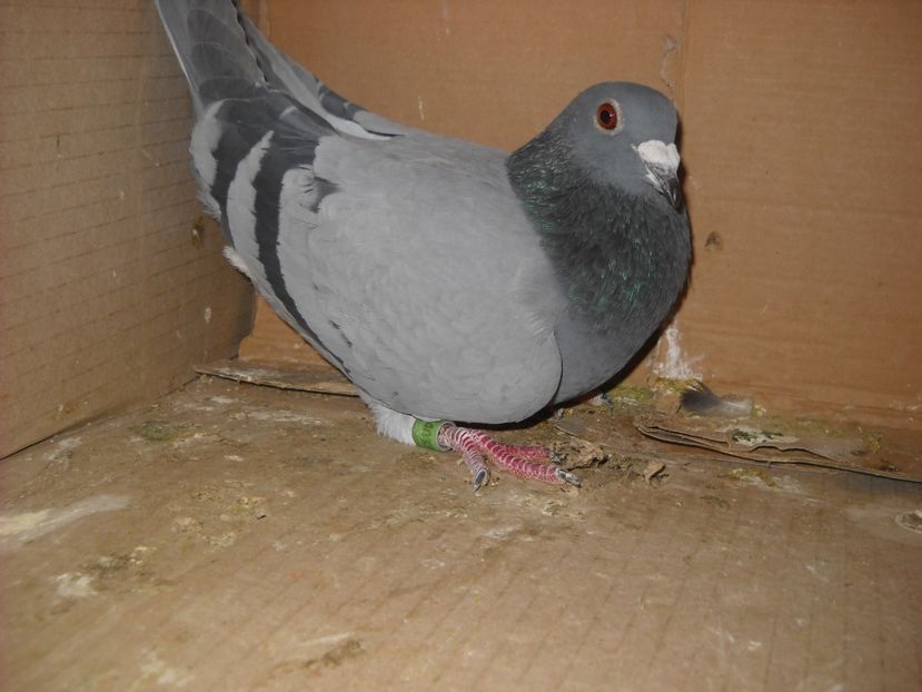 4 - PORUMBEI VANDUTI