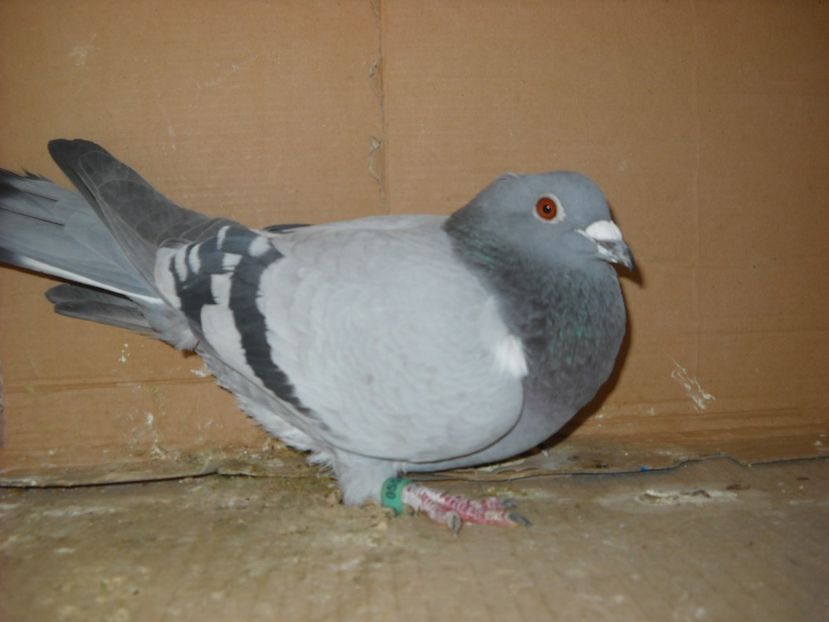 5 - PORUMBEI VANDUTI