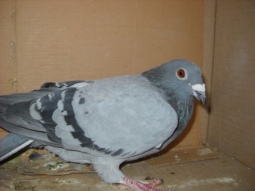 6 - PORUMBEI VANDUTI