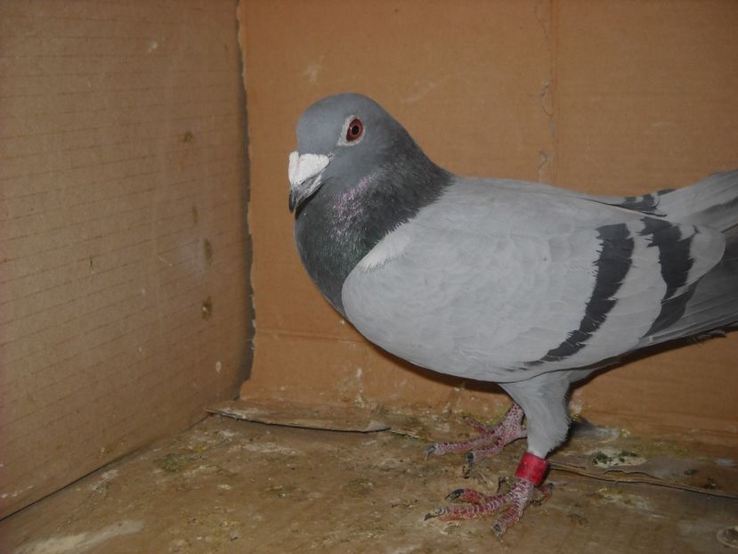 7 - PORUMBEI VANDUTI