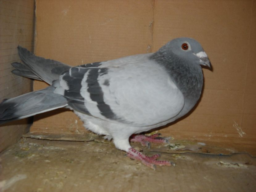 8 - PORUMBEI VANDUTI