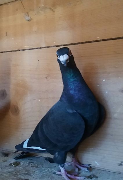 20181014_144010-1 - voiajori negrii corb matca 2019