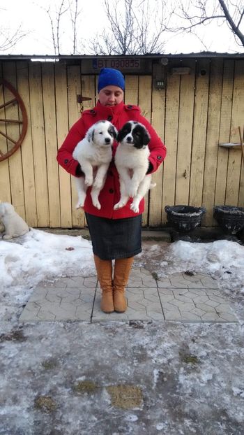 received_1135809839912433 - Ciobanesti de Bucovina de vanzare 2019