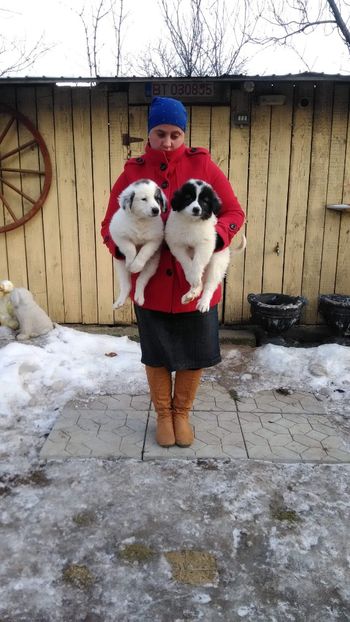 Detin parinti received_218725029008834 - Ciobanesti de Bucovina de vanzare 2019