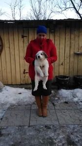 received_211227759700698 - Ciobanesti de Bucovina de vanzare 2019