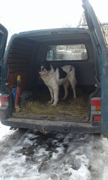 received_555726681559921 - Ciobanesti de Bucovina de vanzare 2019