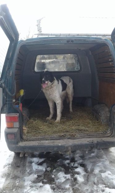 received_2206216072731639 - Ciobanesti de Bucovina de vanzare 2019