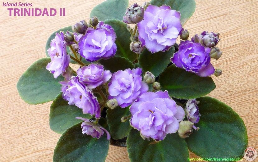 poze net - Op Trinidad II