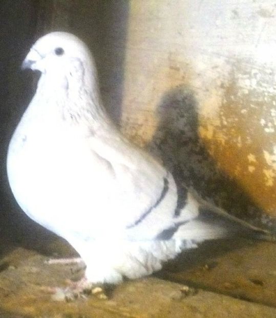  - - A - CRESCATOR POLIVALENT