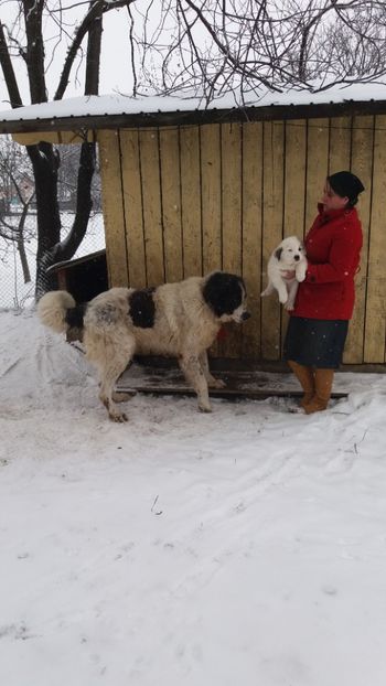  - Ciobanesti de Bucovina de vanzare 2019