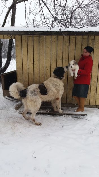  - Ciobanesti de Bucovina de vanzare 2019