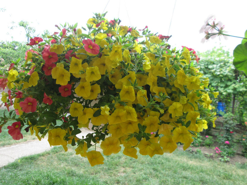  - Frumuseti la casa parinteasca