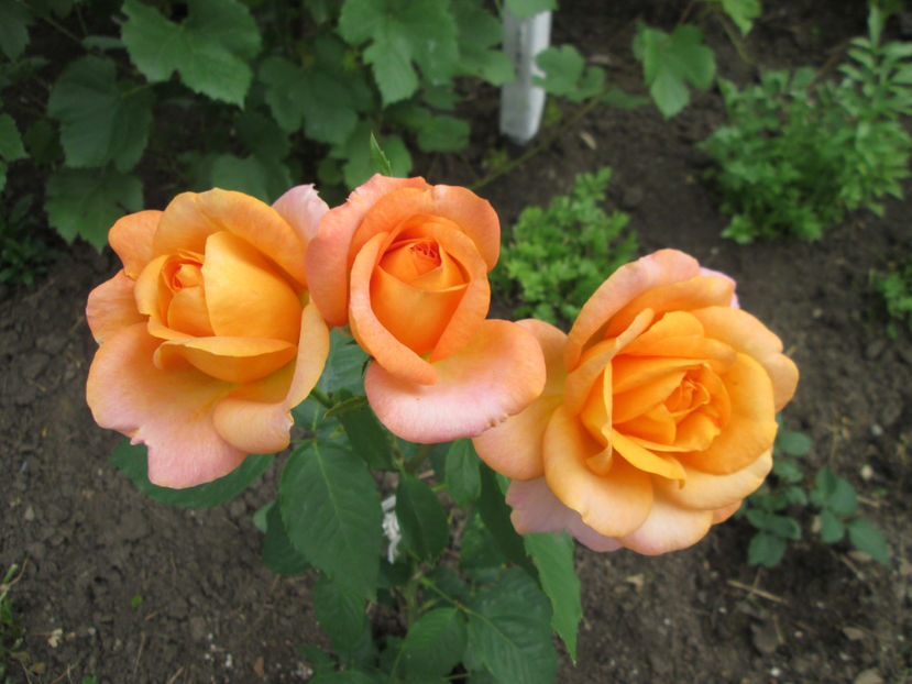  - Frumuseti la casa parinteasca