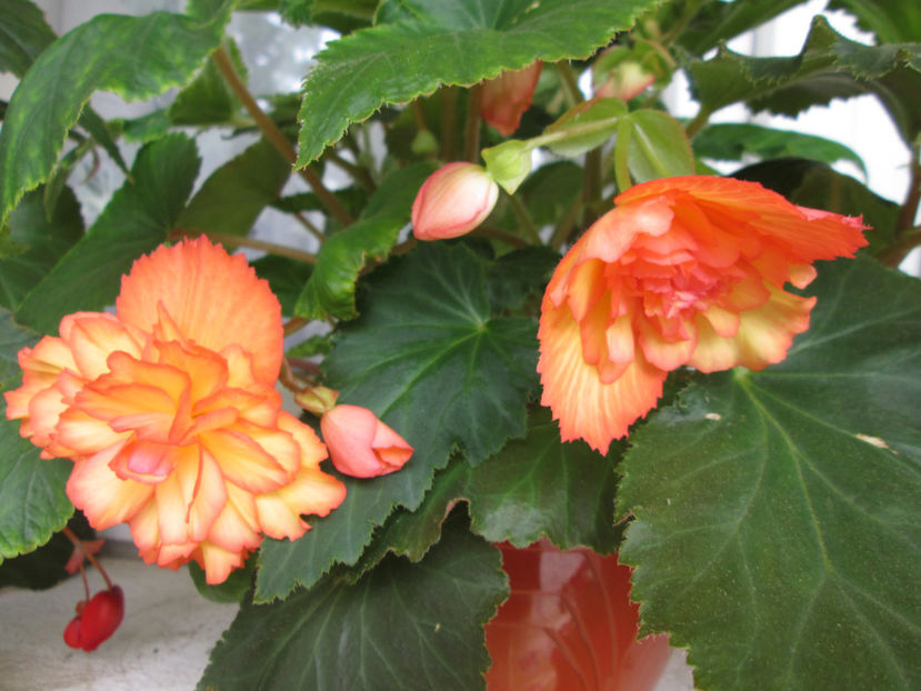  - Frumuseti la casa parinteasca