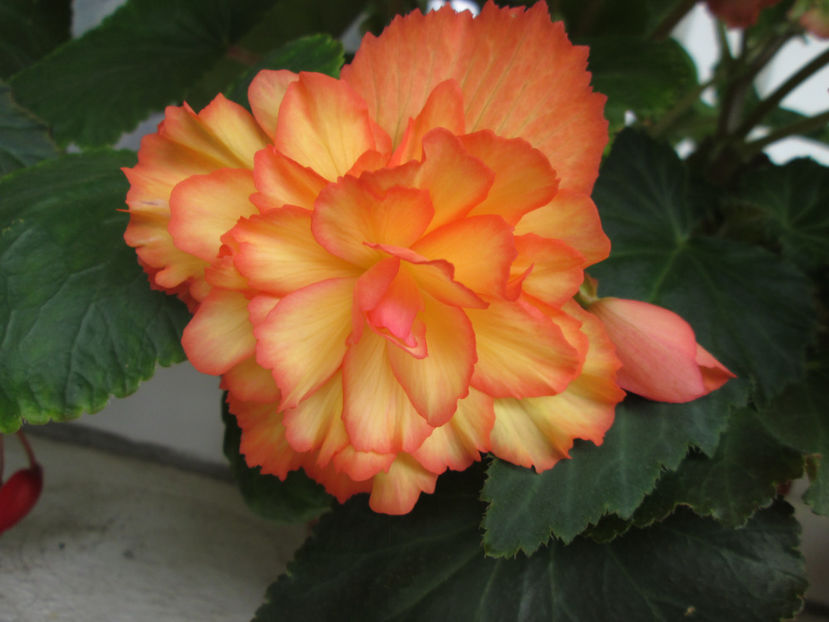  - Frumuseti la casa parinteasca