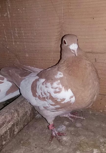 20190109_162305-1-1 - Meulemansi 2020