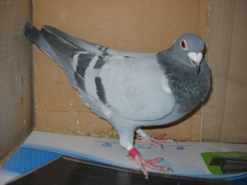 12 - PORUMBEI VANDUTI