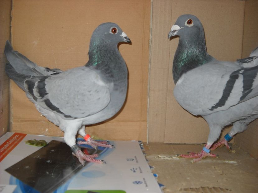  - UNDEVA IN SUCEAVA arhiva