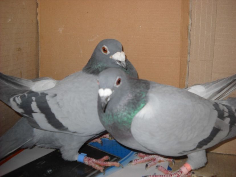  - UNDEVA IN SUCEAVA arhiva