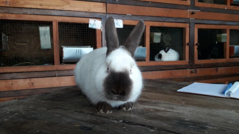  - A-IEPURI TINERET CALIFORNIAN B