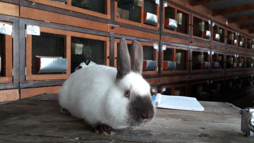  - A-IEPURI TINERET CALIFORNIAN B