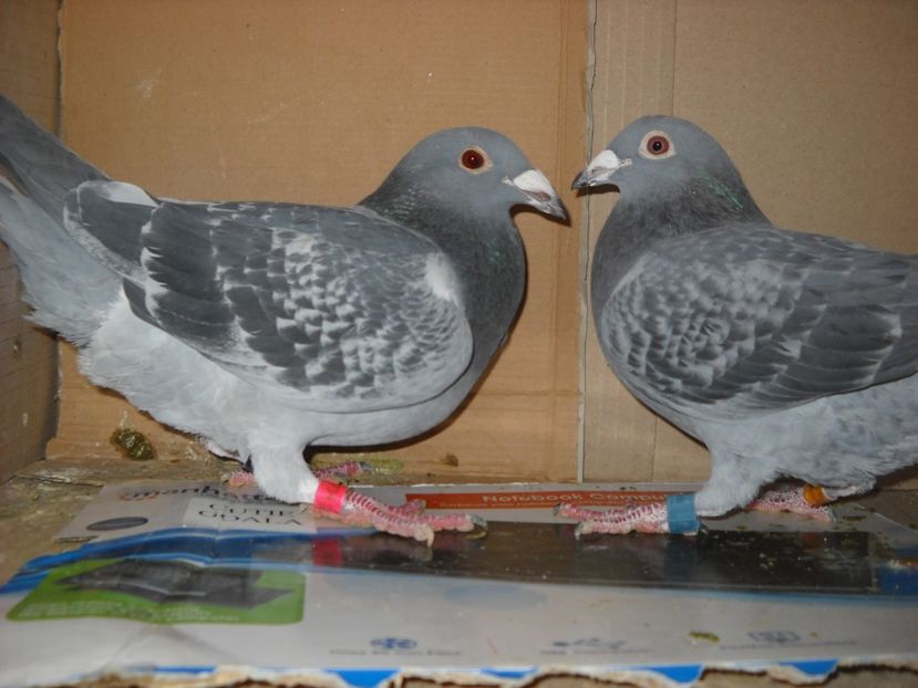  - UNDEVA IN SUCEAVA arhiva