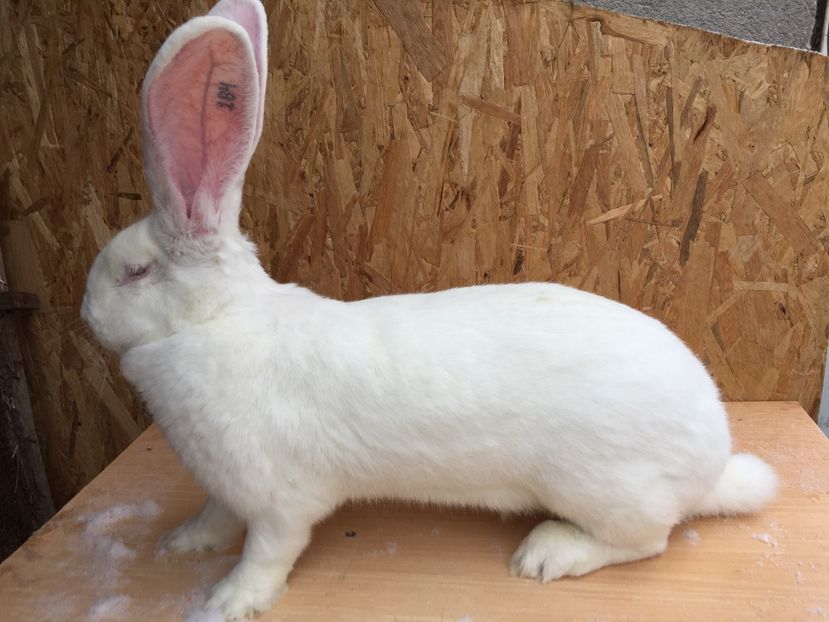 97A3CE91-CFBB-44DF-AB3F-C7E861C29E2B - RO8-184