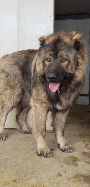  - Ciobanesc caucazian Thor si Ynco