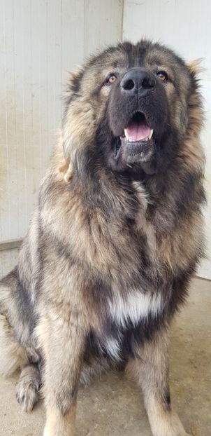  - Ciobanesc caucazian Thor si Ynco