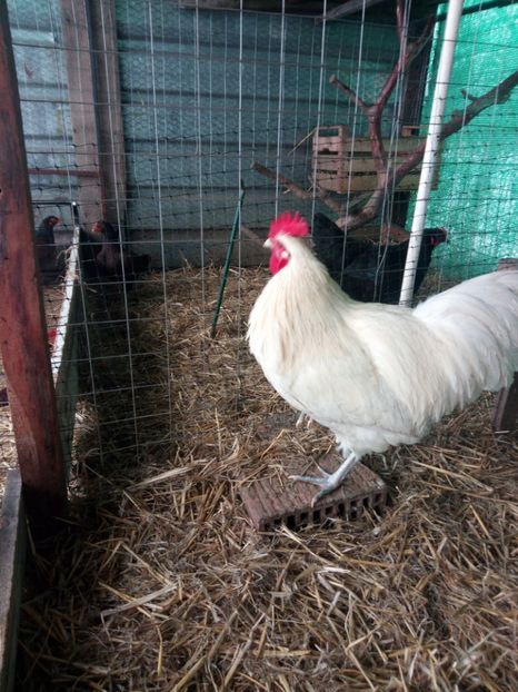  - Australorp alb și albastru