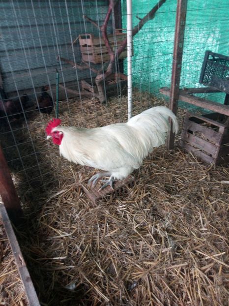  - Australorp alb și albastru
