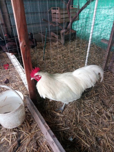  - Australorp alb și albastru