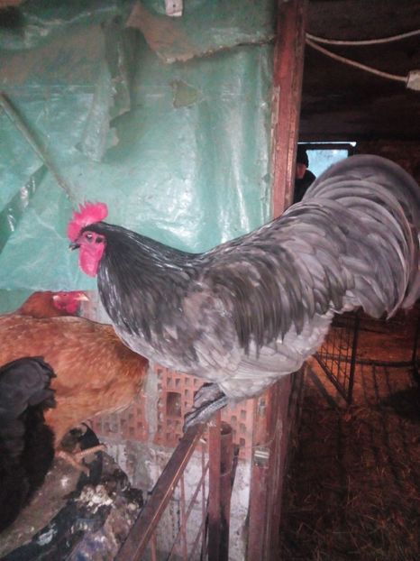  - Australorp alb și albastru