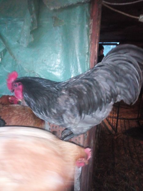  - Australorp alb și albastru